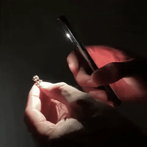 Foto-Projektionskette mit Wunschmotiv